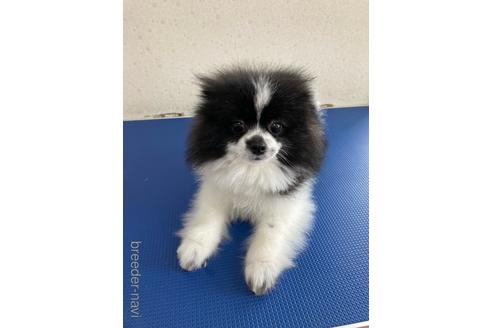 販売中のポメラニアンの親犬